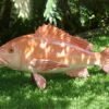 3D fish sculpture made from EPS expanded polystyrene foam for a sign