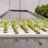 EPS Styrofoam hydroponic seed trays for growing plants.JPEG