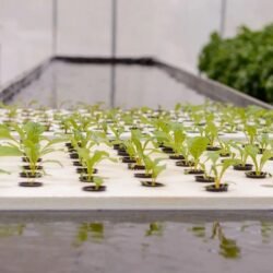 EPS Styrofoam hydroponic seed trays for growing plants.JPEG