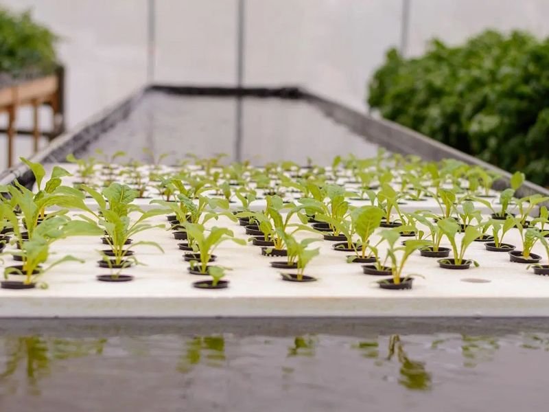 EPS Styrofoam hydroponic seed trays for growing plants.JPEG