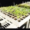 Hydroponic plant tray for growing seedlings for propogating