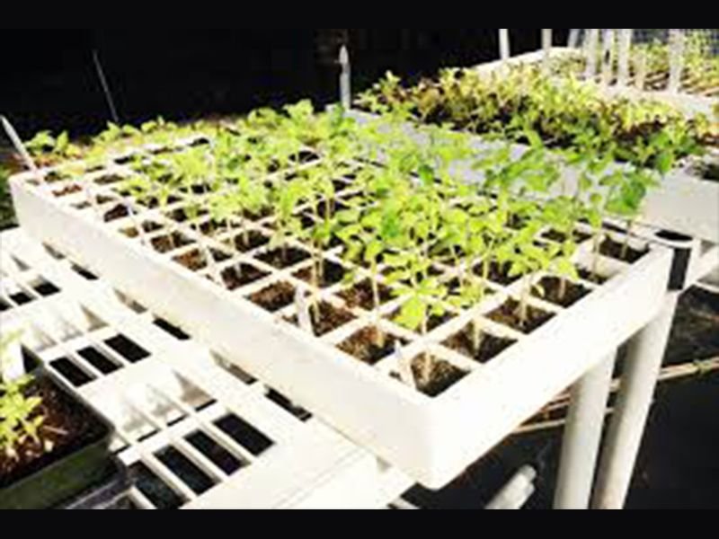Hydroponic plant tray for growing seedlings for propogating